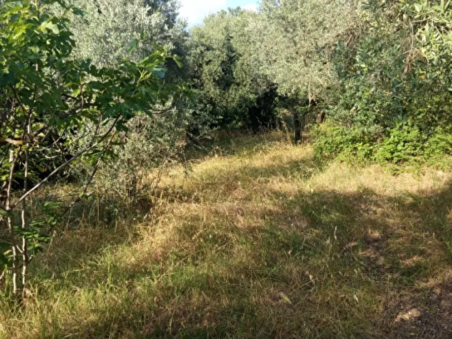 Immagine 9 di Terreno in vendita  in Via Palombarese a Palombara Sabina
