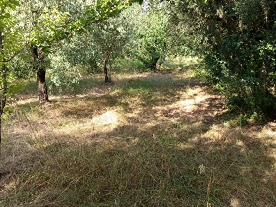 Immagine 10 di Terreno in vendita  in Via Palombarese a Palombara Sabina