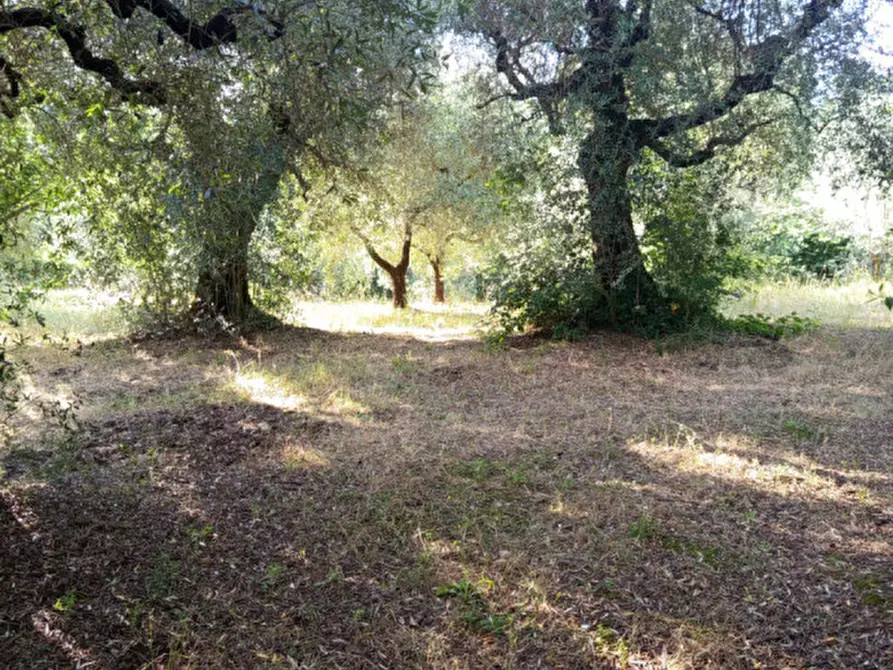 Immagine 14 di Terreno in vendita  in Via Palombarese a Palombara Sabina