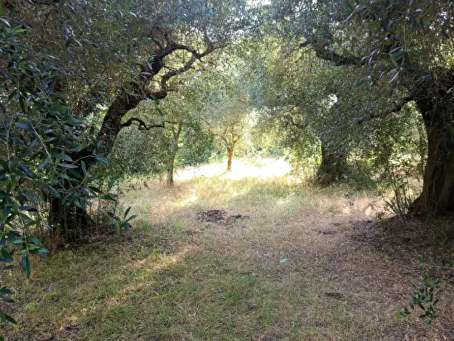 Immagine 15 di Terreno in vendita  in Via Palombarese a Palombara Sabina