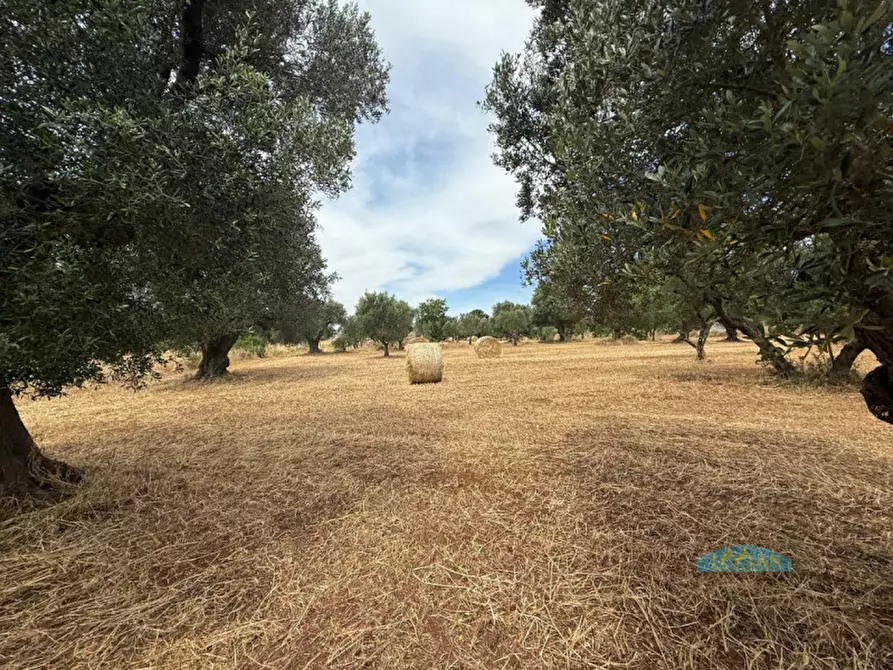 Immagine 13 di Rustico / casale in vendita  in Contrada Fedele Grande a Ceglie Messapico