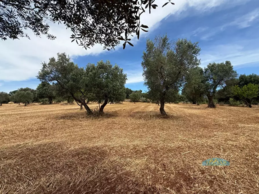 Immagine 15 di Rustico / casale in vendita  in Contrada Fedele Grande a Ceglie Messapico