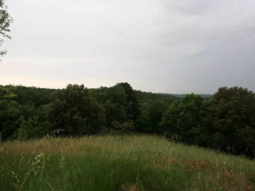 Immagine 6 di Rustico / casale in vendita  a Trequanda