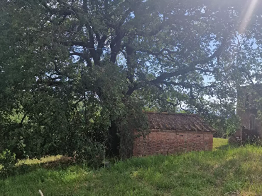 Immagine 25 di Rustico / casale in vendita  a Trequanda