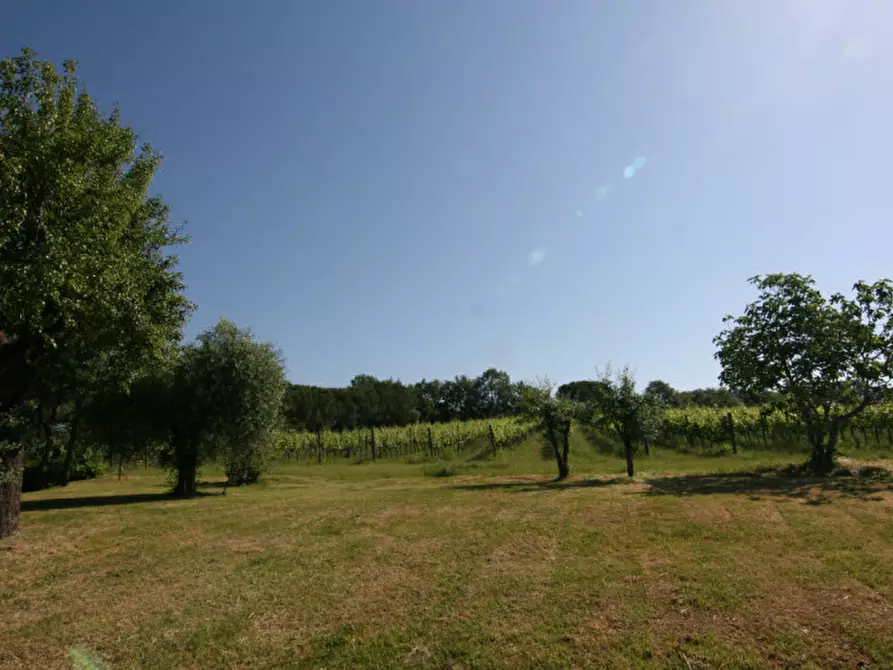 Immagine 29 di Rustico / casale in vendita  a Sinalunga
