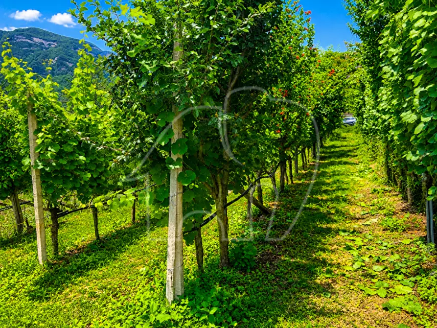 Immagine 8 di Casa indipendente in vendita  a Termeno Sulla Strada Del Vino .Tramin An Der.