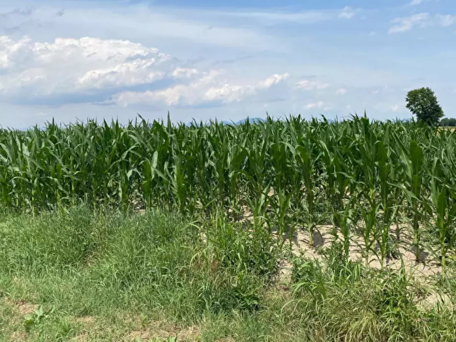 Immagine 1 di Terreno in vendita  in Va Bazzana a Sant'urbano