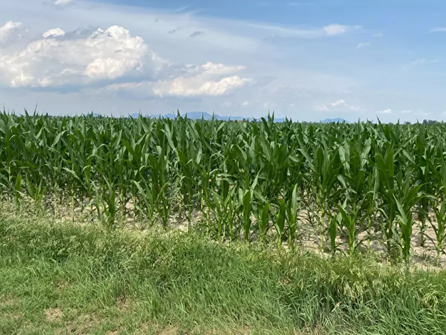 Immagine 3 di Terreno in vendita  in Va Bazzana a Sant'urbano