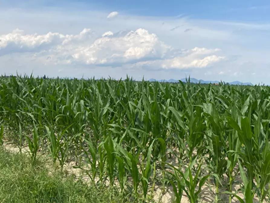 Immagine 4 di Terreno in vendita  in Va Bazzana a Sant'urbano