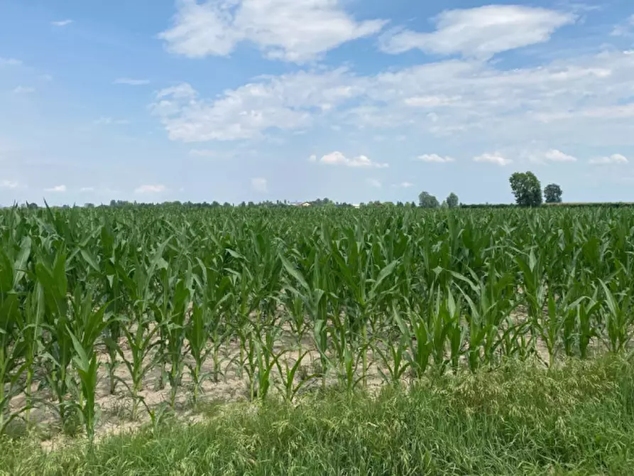 Immagine 5 di Terreno in vendita  in Va Bazzana a Sant'urbano