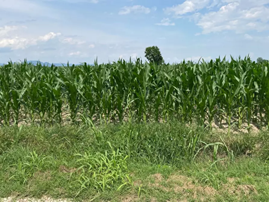 Immagine 7 di Terreno in vendita  in Va Bazzana a Sant'urbano