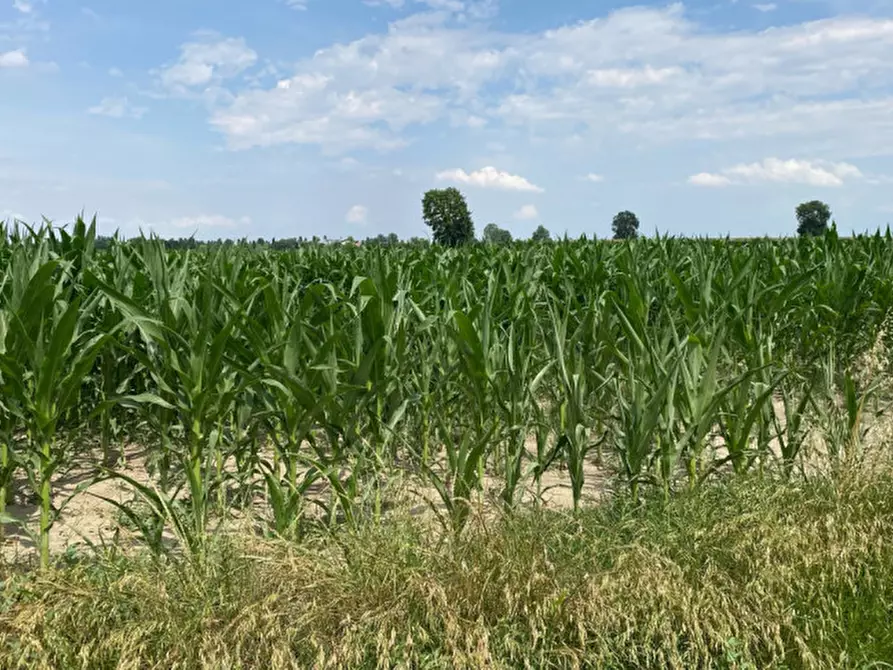 Immagine 11 di Terreno in vendita  in Va Bazzana a Sant'urbano