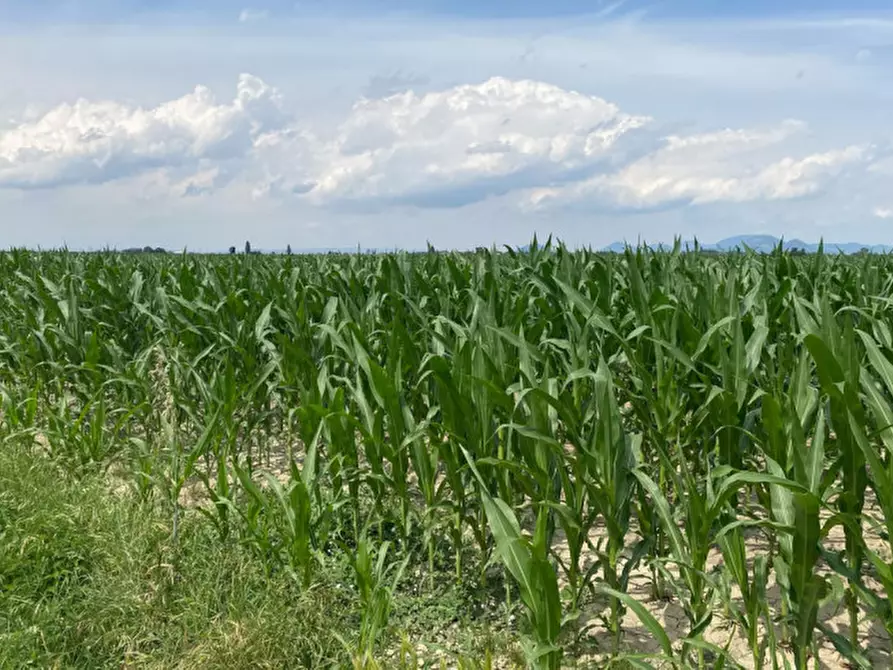 Immagine 12 di Terreno in vendita  in Va Bazzana a Sant'urbano