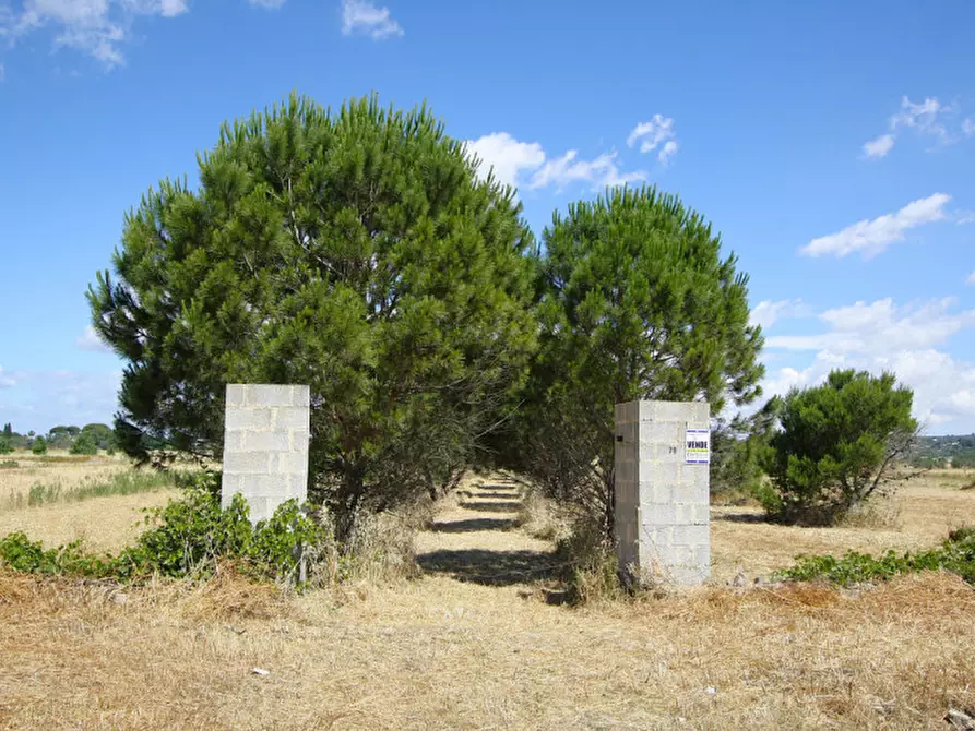Immagine 5 di Terreno in vendita  in Strada Vicinale Tammali a Parabita
