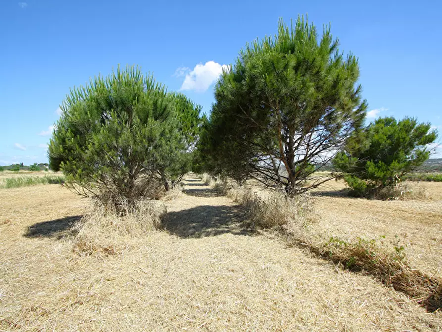 Immagine 11 di Terreno in vendita  in Strada Vicinale Tammali a Parabita