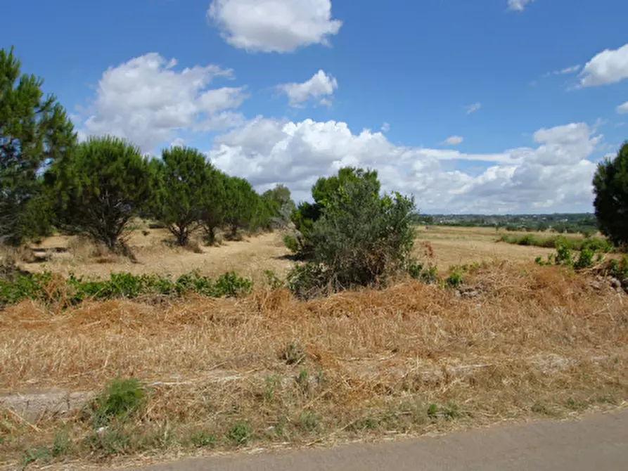 Immagine 17 di Terreno in vendita  in Strada Vicinale Tammali a Parabita