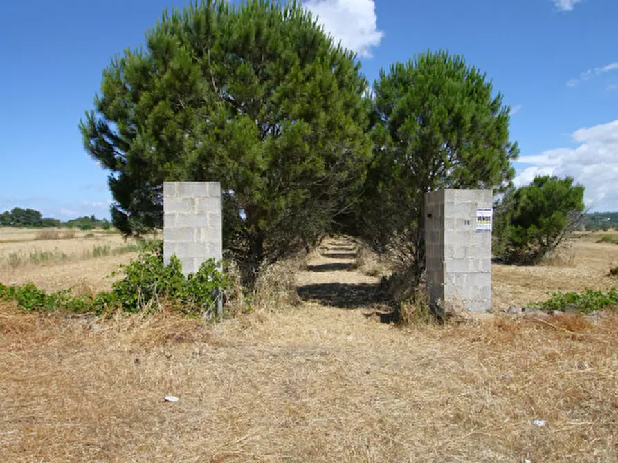 Immagine 18 di Terreno in vendita  in Strada Vicinale Tammali a Parabita
