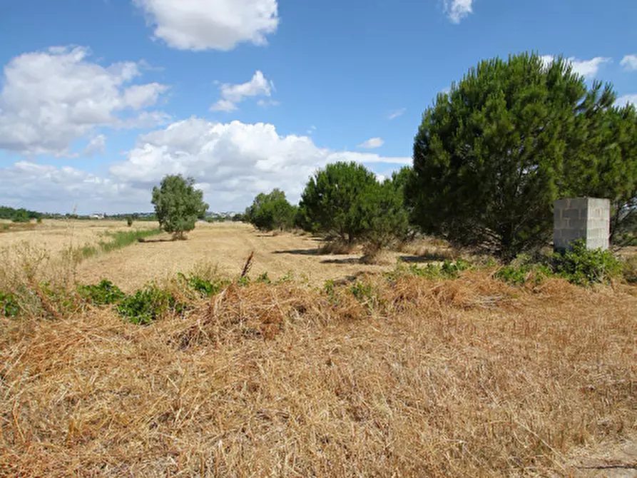 Immagine 19 di Terreno in vendita  in Strada Vicinale Tammali a Parabita