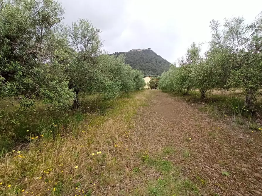Immagine 2 di Terreno in vendita  in Via dei Mandorli a Panicale
