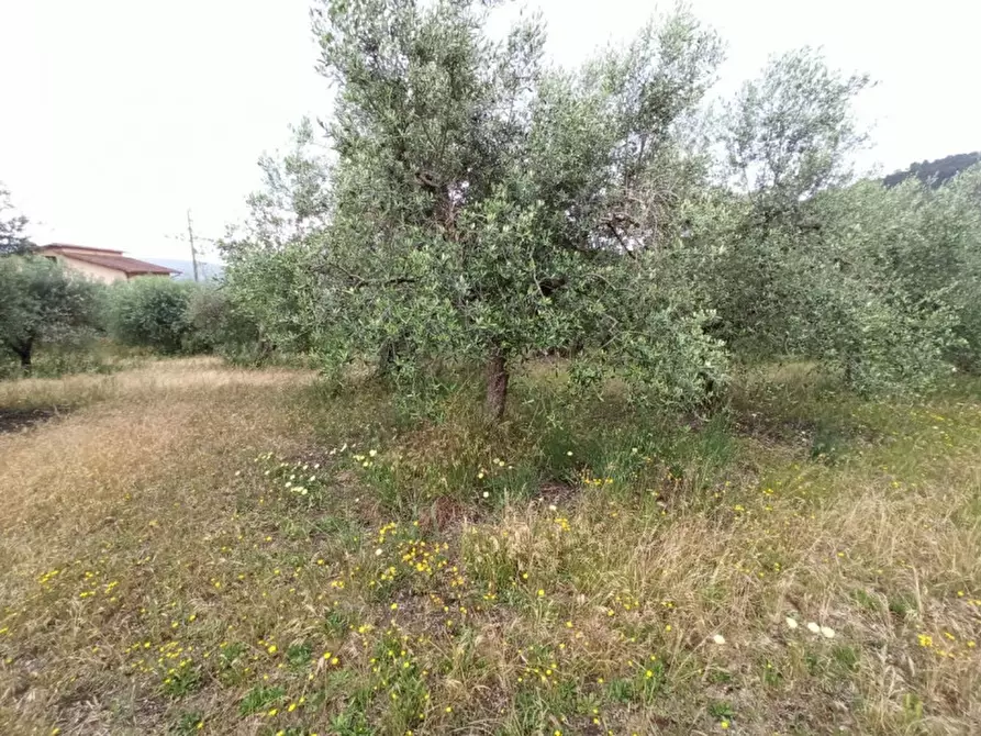 Immagine 3 di Terreno in vendita  in Via dei Mandorli a Panicale