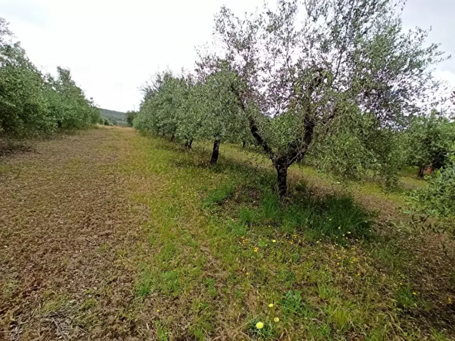 Immagine 4 di Terreno in vendita  in Via dei Mandorli a Panicale