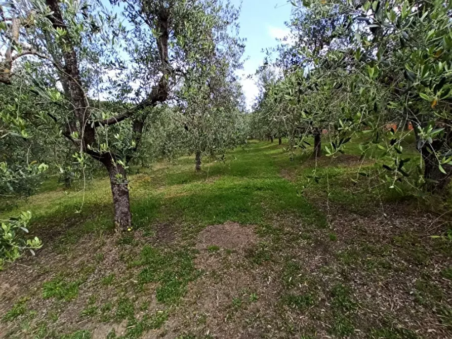 Immagine 11 di Terreno in vendita  in Via dei Mandorli a Panicale