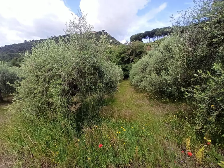 Immagine 18 di Terreno in vendita  in Via dei Mandorli a Panicale