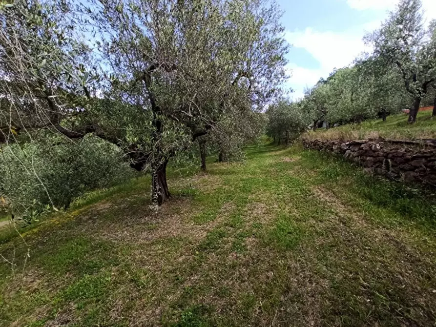 Immagine 2 di Terreno in vendita  in Via dei Mandorli a Panicale