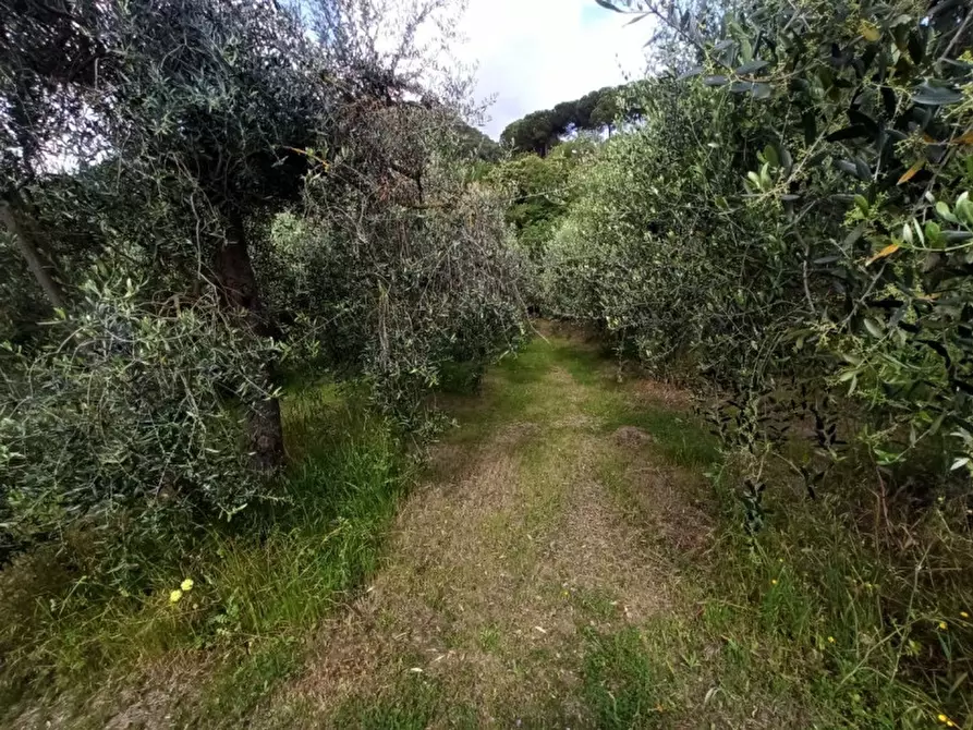 Immagine 10 di Terreno in vendita  in Via dei Mandorli a Panicale