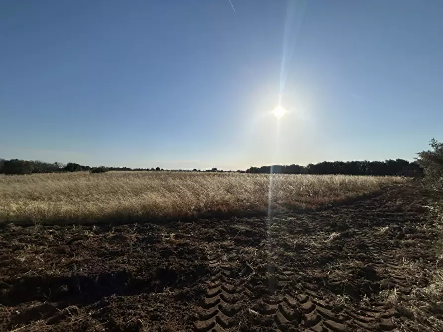 Immagine 6 di Terreno in vendita  in Via Osanna 62 a Vernole