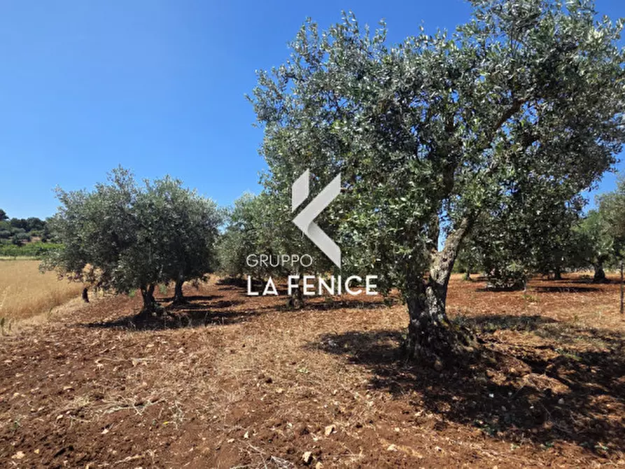Immagine 1 di Terreno in vendita  in contrada Pasqualone a Locorotondo