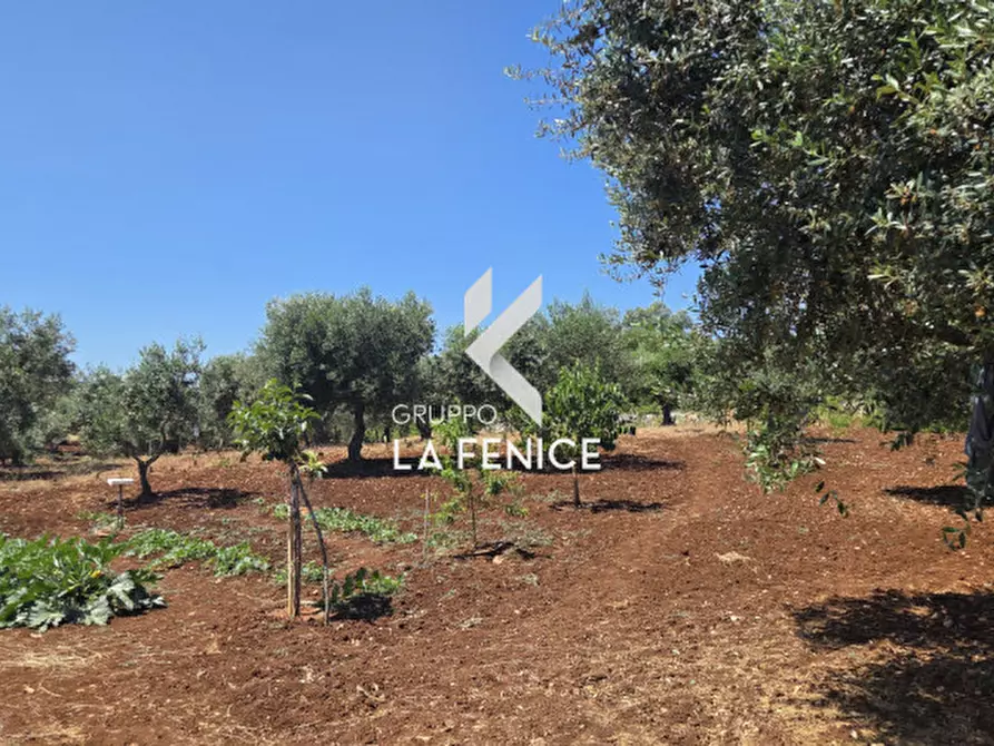 Immagine 3 di Terreno in vendita  in contrada Pasqualone a Locorotondo