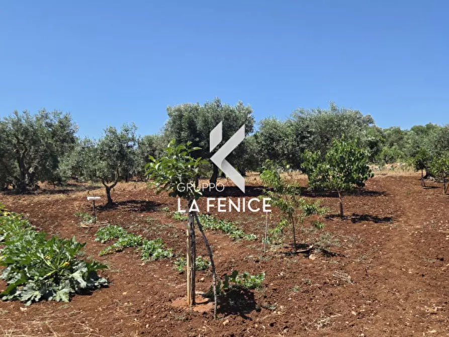 Immagine 4 di Terreno in vendita  in contrada Pasqualone a Locorotondo