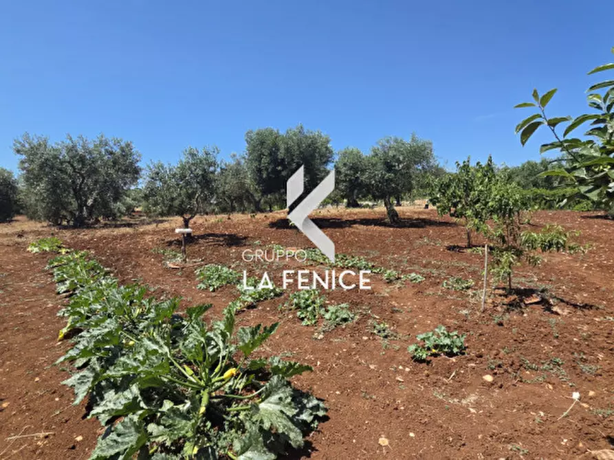 Immagine 6 di Terreno in vendita  in contrada Pasqualone a Locorotondo