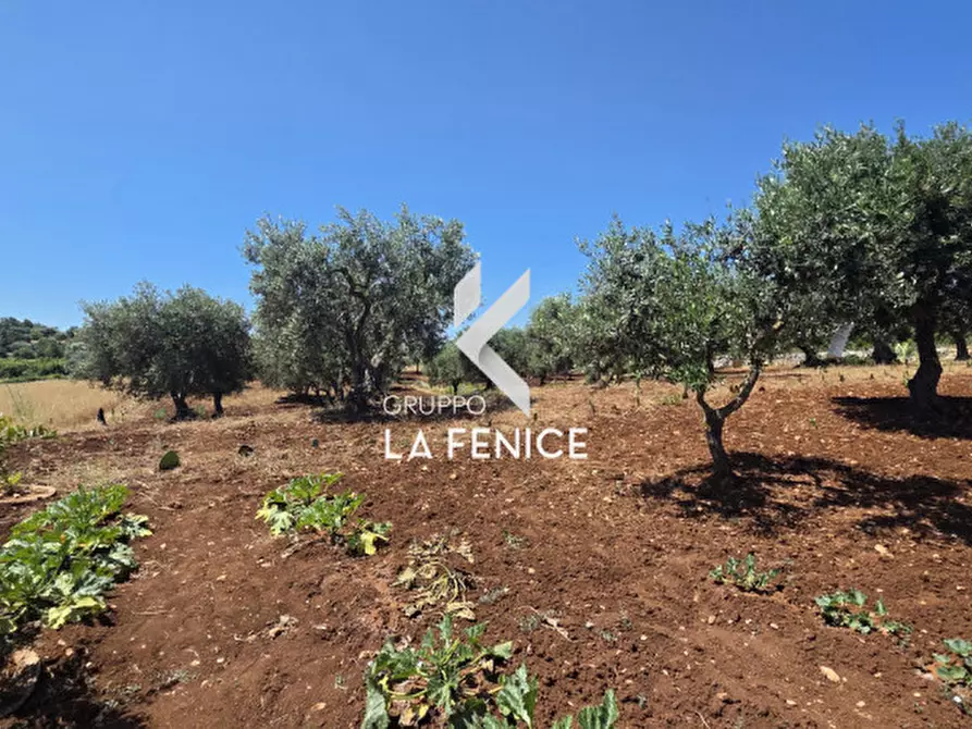 Immagine 8 di Terreno in vendita  in contrada Pasqualone a Locorotondo