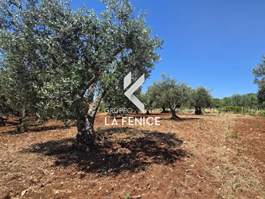 Immagine 9 di Terreno in vendita  in contrada Pasqualone a Locorotondo