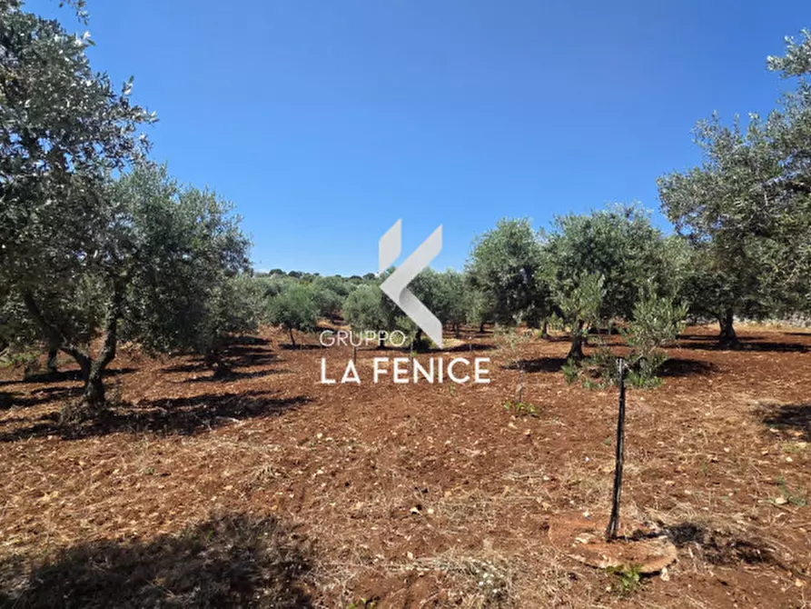Immagine 11 di Terreno in vendita  in contrada Pasqualone a Locorotondo