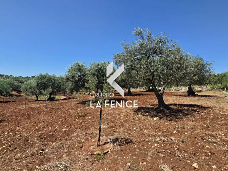 Immagine 12 di Terreno in vendita  in contrada Pasqualone a Locorotondo