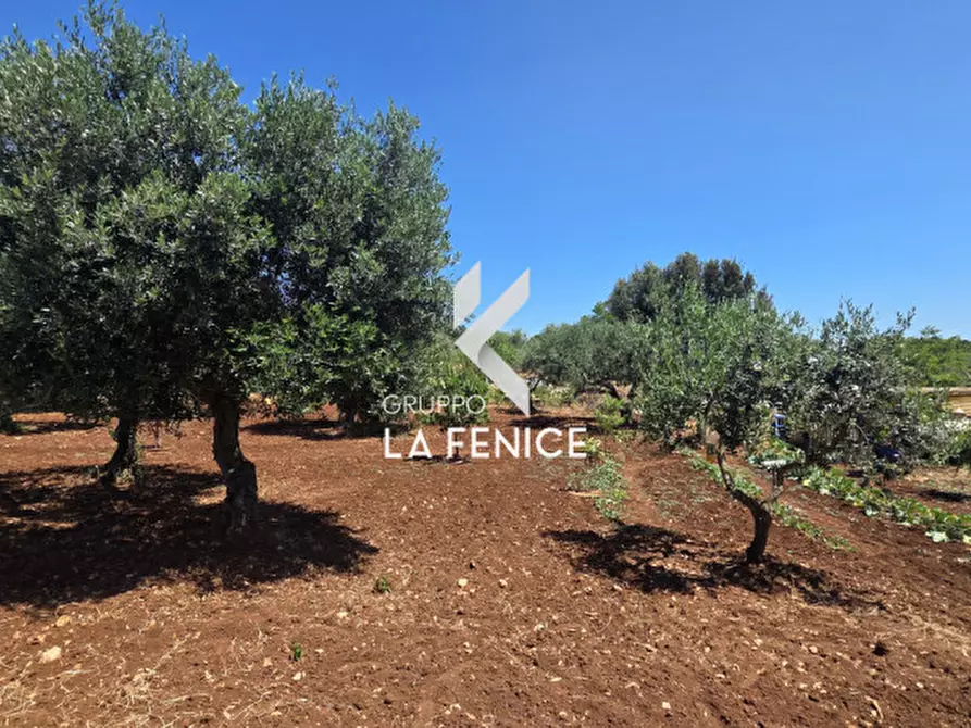 Immagine 13 di Terreno in vendita  in contrada Pasqualone a Locorotondo