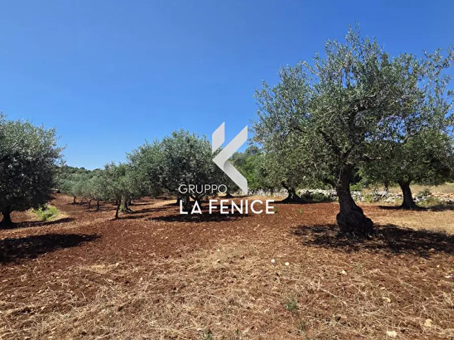 Immagine 16 di Terreno in vendita  in contrada Pasqualone a Locorotondo