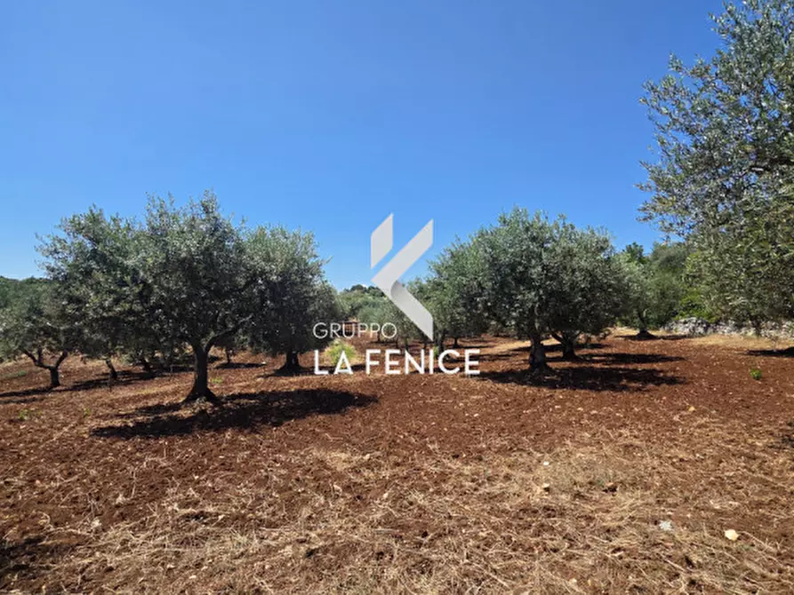 Immagine 17 di Terreno in vendita  in contrada Pasqualone a Locorotondo