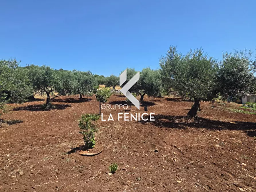Immagine 18 di Terreno in vendita  in contrada Pasqualone a Locorotondo