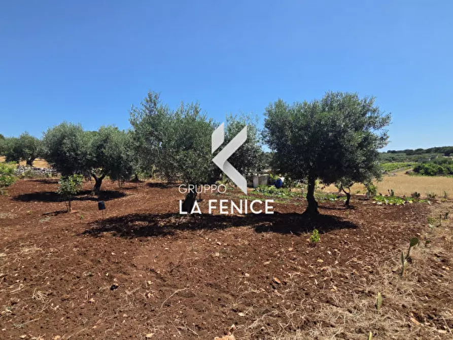 Immagine 19 di Terreno in vendita  in contrada Pasqualone a Locorotondo