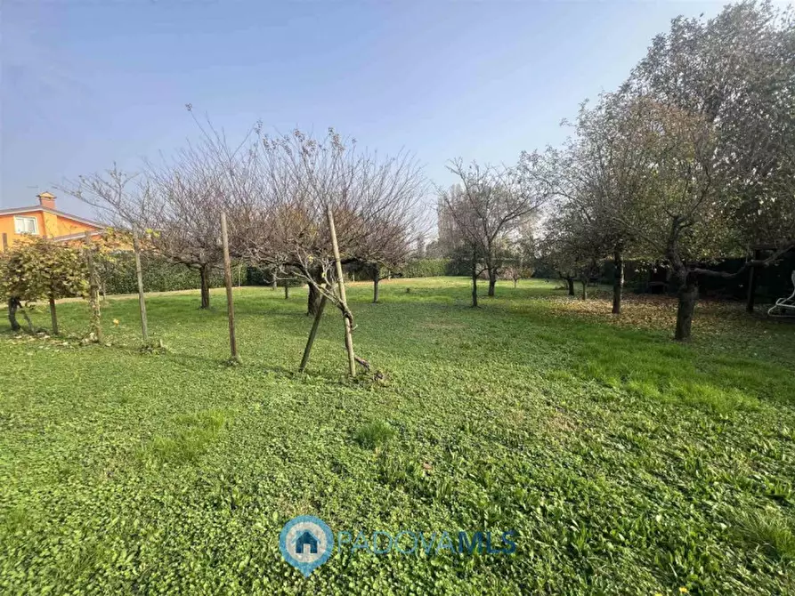 Immagine 3 di Terreno in vendita  in Via Guglielmo Marconi a San Pietro Viminario
