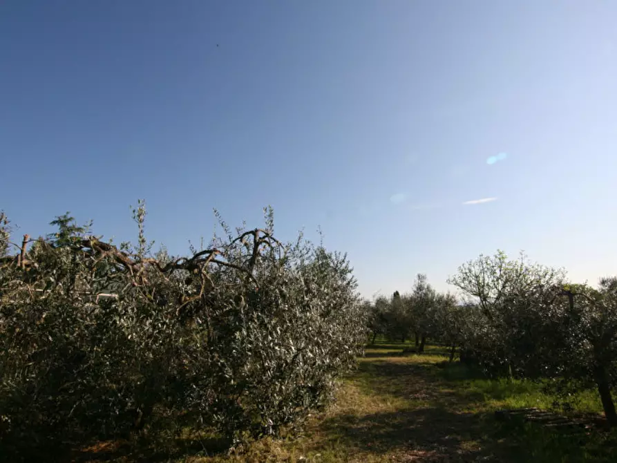 Immagine 3 di Villa in vendita  a Sinalunga
