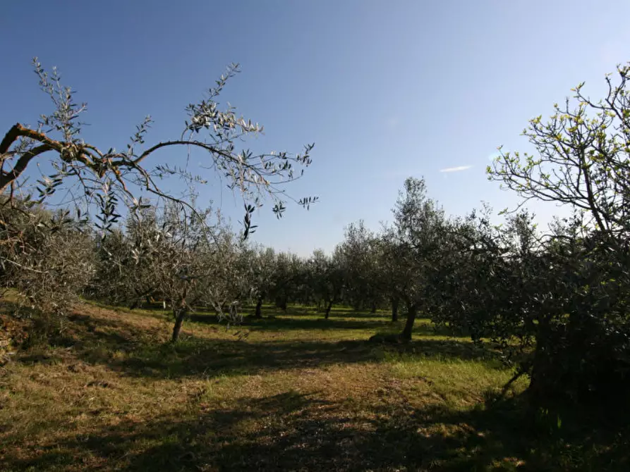 Immagine 5 di Villa in vendita  a Sinalunga
