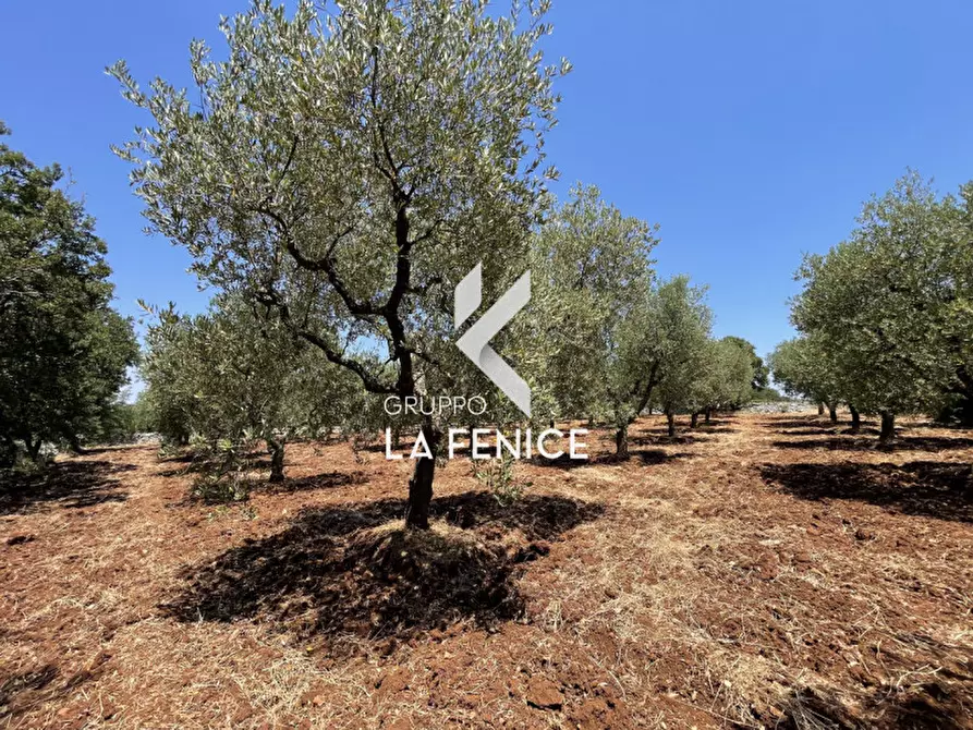 Immagine 5 di Terreno in vendita  in Contrada Parco Tallinaio a Locorotondo