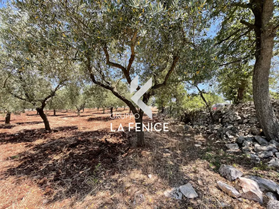 Immagine 6 di Terreno in vendita  in Contrada Parco Tallinaio a Locorotondo