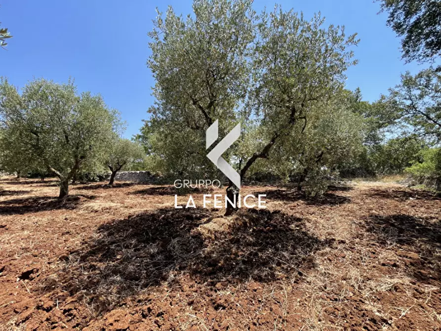 Immagine 9 di Terreno in vendita  in Contrada Parco Tallinaio a Locorotondo