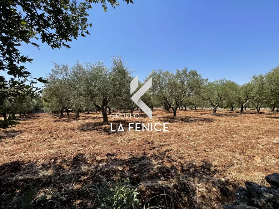 Immagine 11 di Terreno in vendita  in Contrada Parco Tallinaio a Locorotondo